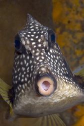 Cozumel Trunkfish by Karl Dietz 
